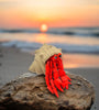 Home Sweet Shell: A 3D-Printed Hermit Crab - MR SOFT ART STORE