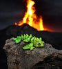 Frost Dragon: A Miniature Marvel of 3D Printing** - MR SOFT ART STORE